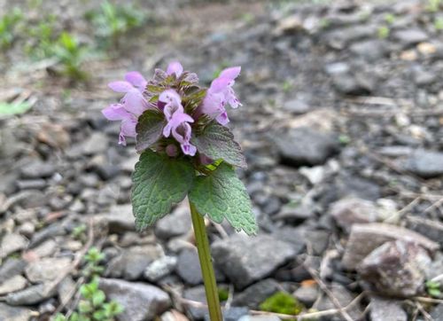 ヒメオドリコソウとは 花言葉はなに 食べられる雑草 Greensnap グリーンスナップ