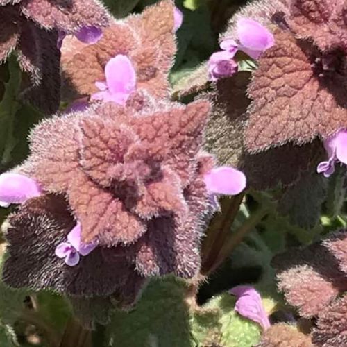 ヒメオドリコソウとは 花言葉はなに 食べられる雑草 Greensnap グリーンスナップ