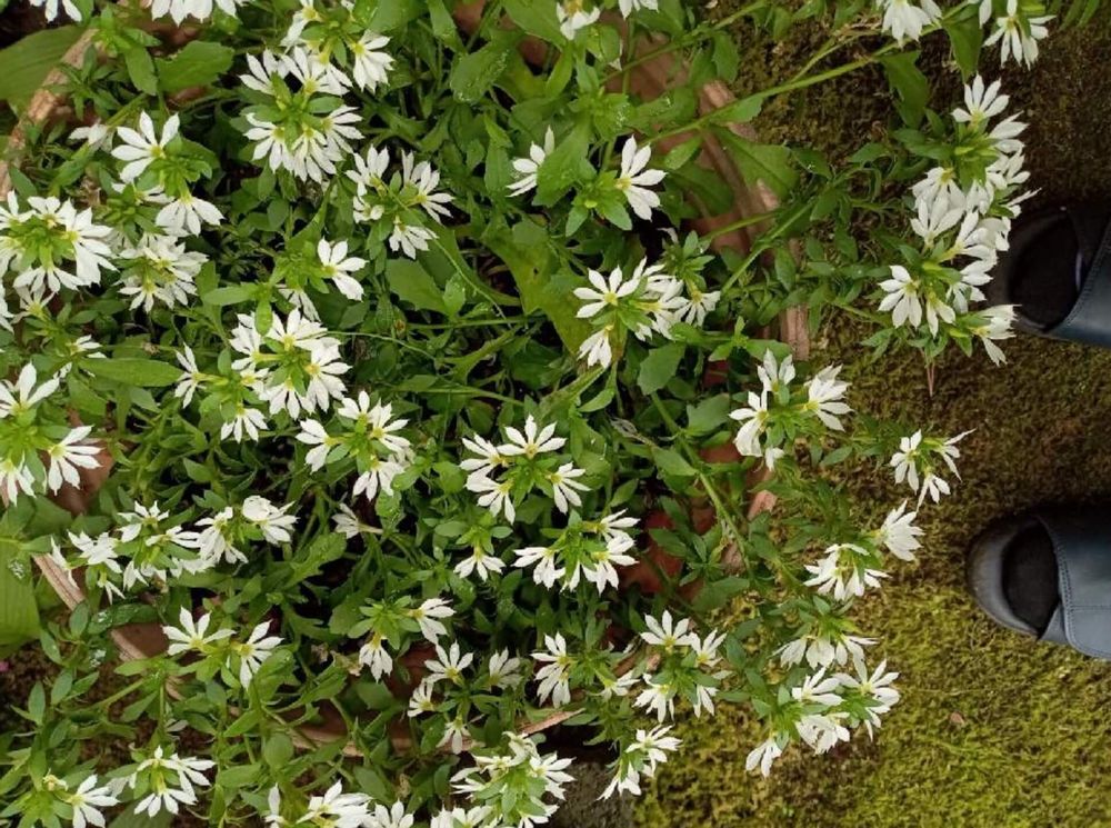 オランダミミナグサ