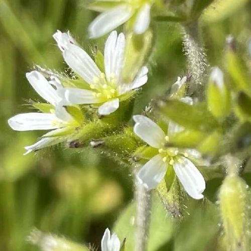 オランダミミナグサとは 食べられる ハコベとの違いや駆除方法は Greensnap グリーンスナップ オランダミミナグサとは 食べられる ハコベとの違いや駆除方法は Greensnap グリーンスナップ