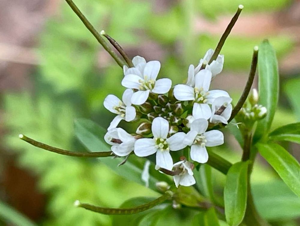 ミチタネツケバナ