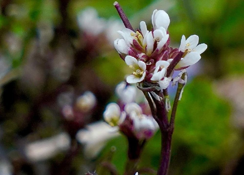 ミチタネツケバナ