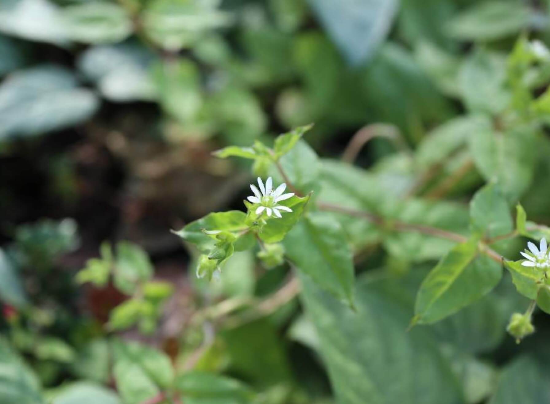 コハコベとは｜ハコベとの違い、食べ方や効果効能は？｜🍀GreenSnap