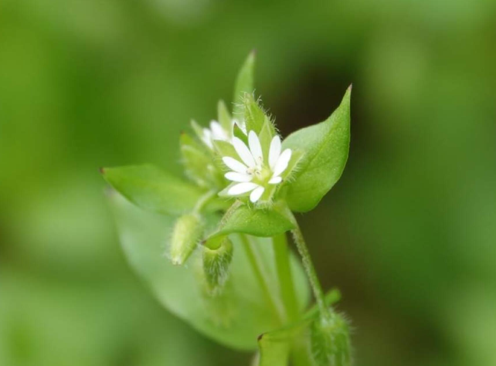 コハコベとは｜ハコベとの違い、食べ方や効果効能は？｜🍀GreenSnap