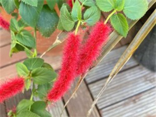 キャットテールの育て方と花言葉 植え付けや植え替えの時期は Greensnap グリーンスナップ キャットテールの育て方と花言葉 植え付けや植え替えの時期は Greensnap グリーンスナップ