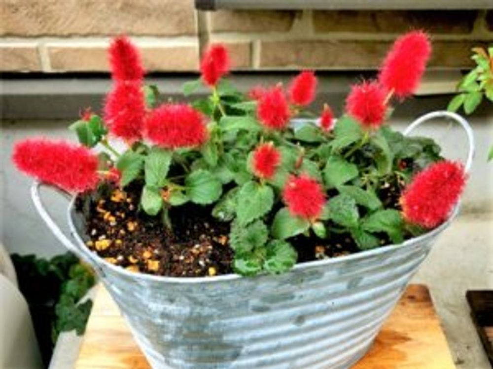 キャットテール　鉢植え　バケツ