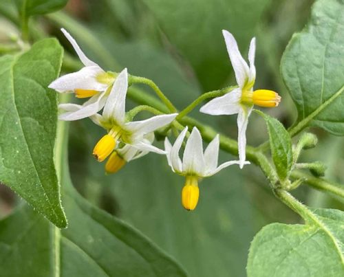 イヌホオズキとは 花言葉や花の特徴 実は食べられる Greensnap グリーンスナップ