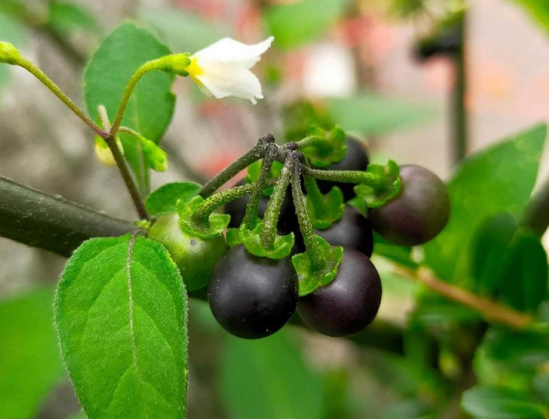 イヌホオズキとは 花言葉や花の特徴 実は食べられる Greensnap グリーンスナップ