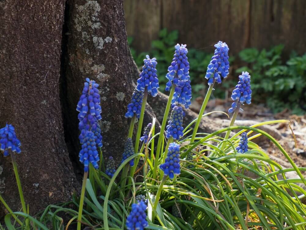 掘り上げムスカリ球根 - 観葉植物