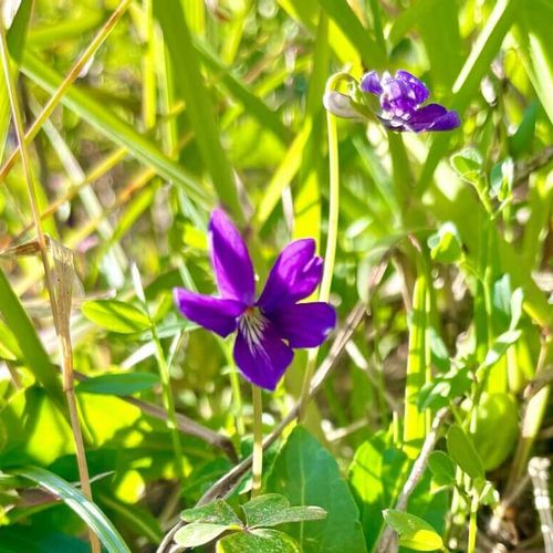 スミレの種類 人気品種12選 寄せ植えのおすすめや葉が楽しめるのは Greensnap グリーンスナップ