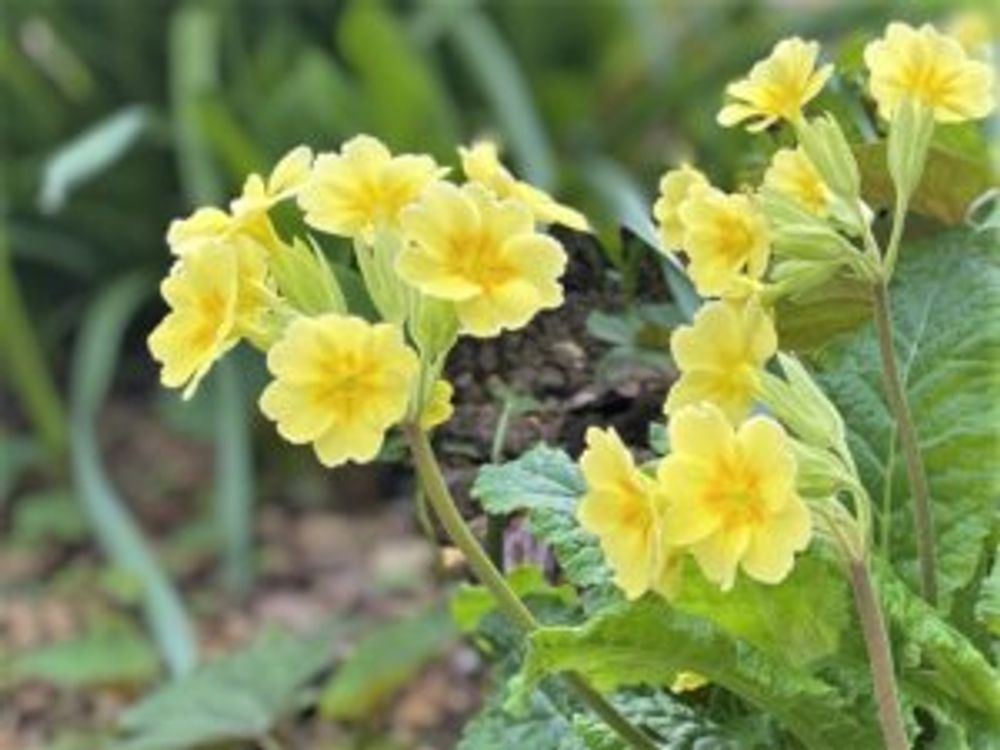 プリムラ・ブルガリス