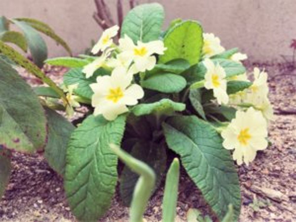 プリムラ・ブルガリス　庭