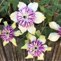 クレマチス・テッセンの育て方｜植え付けの時期や挿し木での増やし方は？の画像