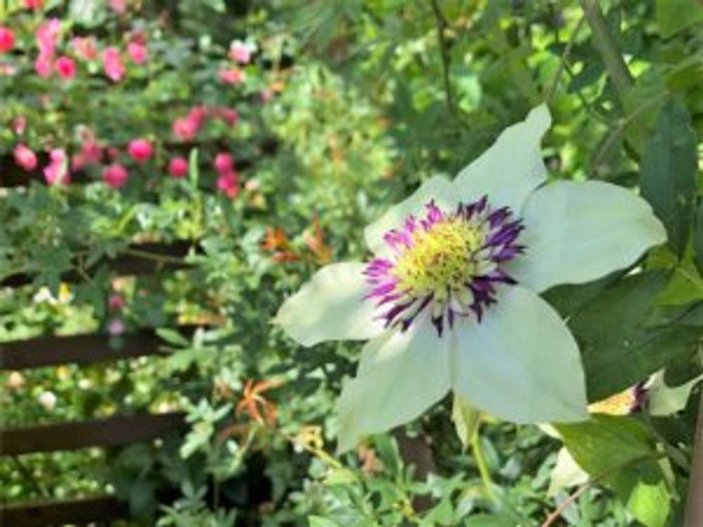 クレマチス・テッセン　庭