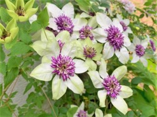 クレマチス テッセンの育て方 植え付けの時期や挿し木での増やし方は Greensnap グリーンスナップ クレマチス テッセンの育て方 植え付けの時期や挿し木での増やし方は Greensnap グリーンスナップ