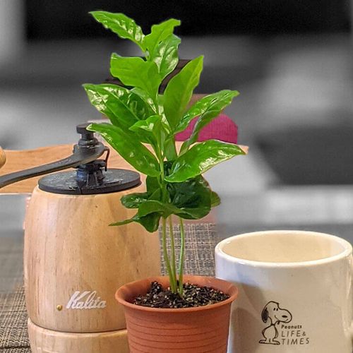 コーヒーの木の風水で運気をアップしよう おすすめの置き場所や方角は Greensnap グリーンスナップ