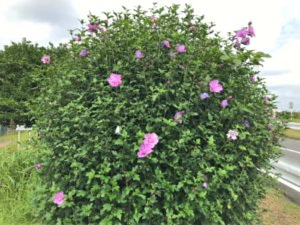 ムクゲ　地植え