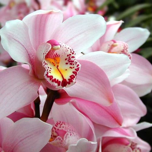 シンビジウム シンビジューム の花言葉 色別の意味の違いは 種類などもご紹介 Greensnap グリーンスナップ