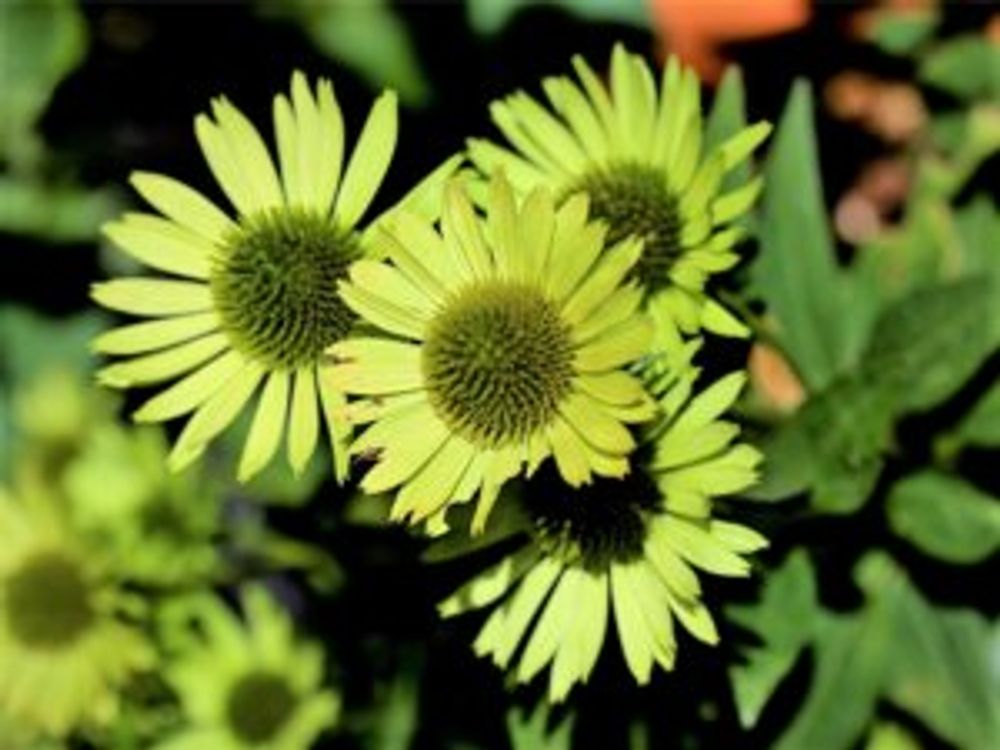 エキナセア・グリーンジュエル