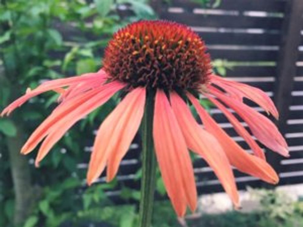 エキナセア・サンダウン