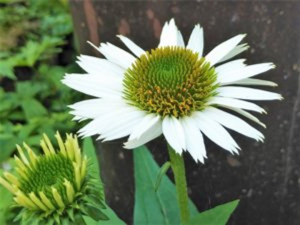 エキナセア・バージン