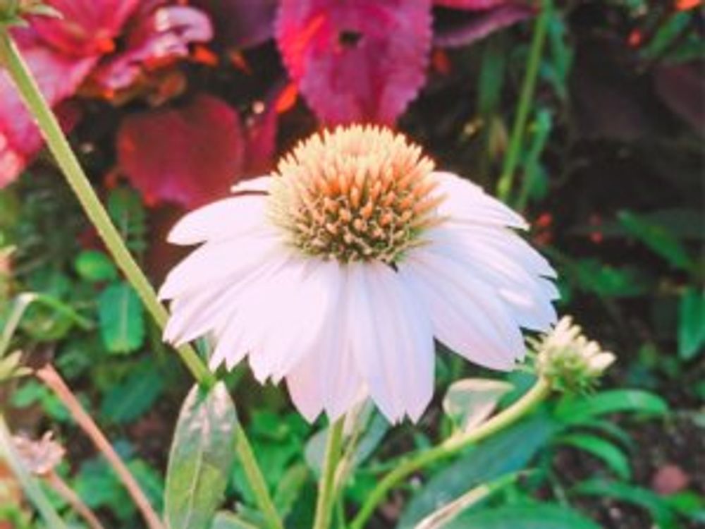 エキナセア・パウワウホワイト　1輪
