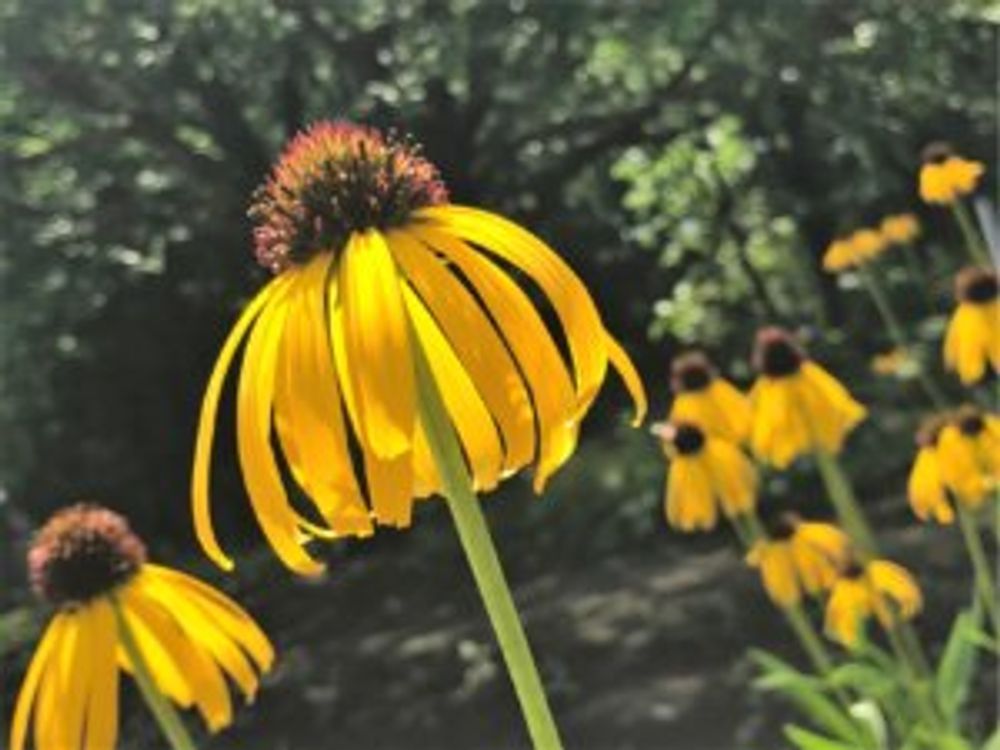 エキナセア・パラドクサ