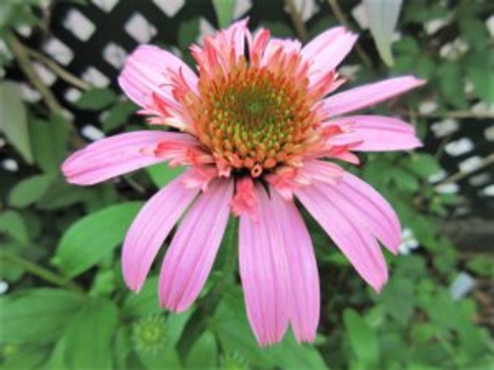 エキナセア・ピンクダブルデライト