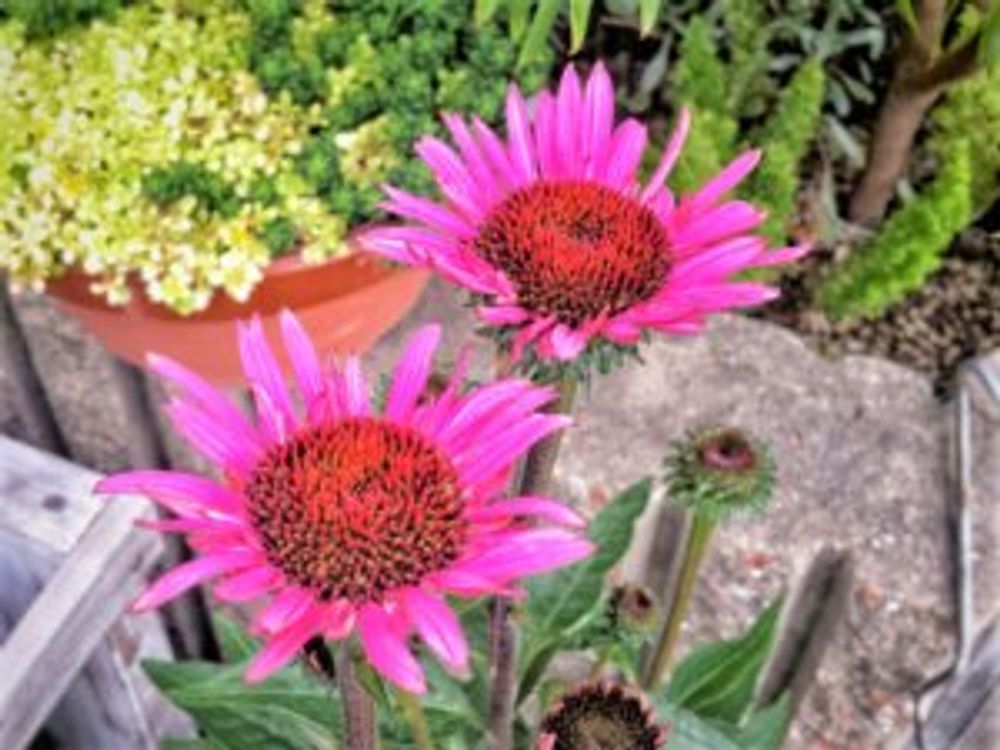 エキナセア・ファタルアトラクション