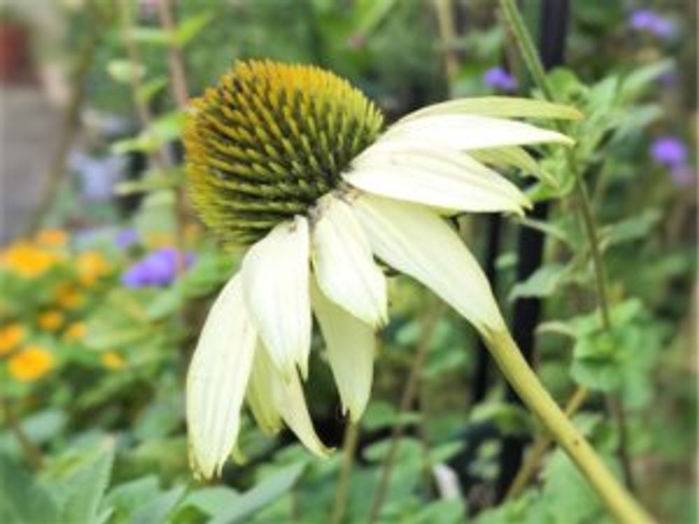 エキナセア・プリマドンナ