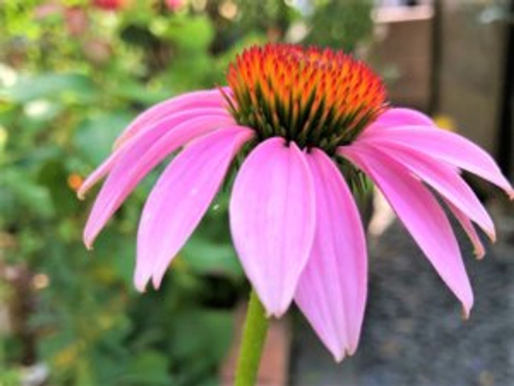 エキナセア・プルプレア