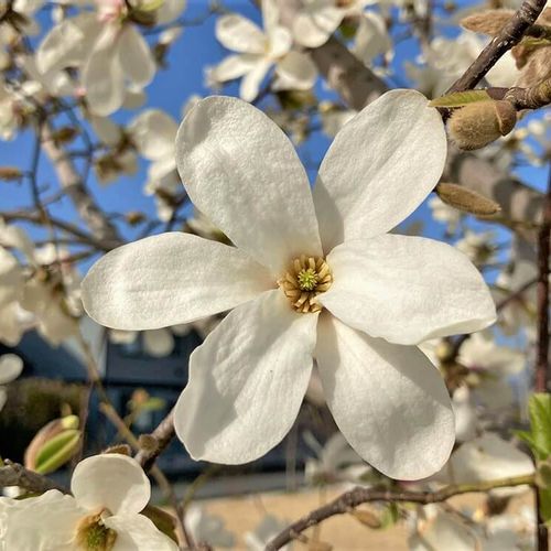 コブシの育て方 植え付けや植え替えの時期 剪定の方法は Greensnap グリーンスナップ