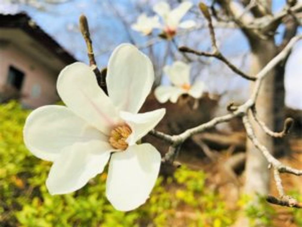 コブシ　花　枝先