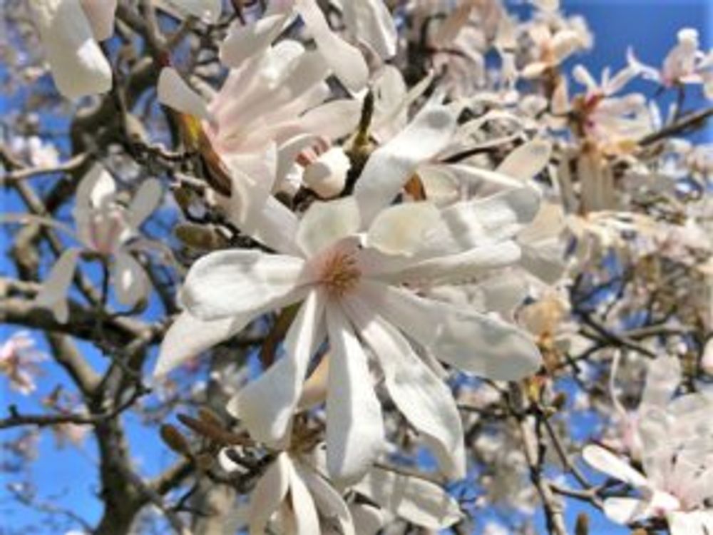 コブシ　花　沢山