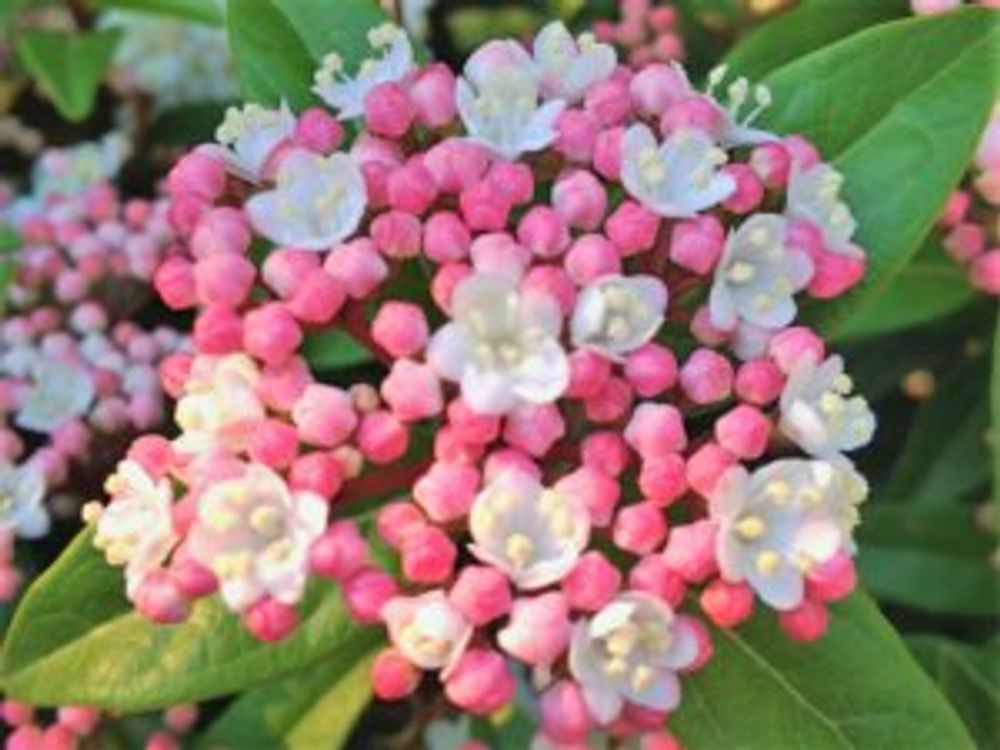 ビバーナムティヌス 花　蕾