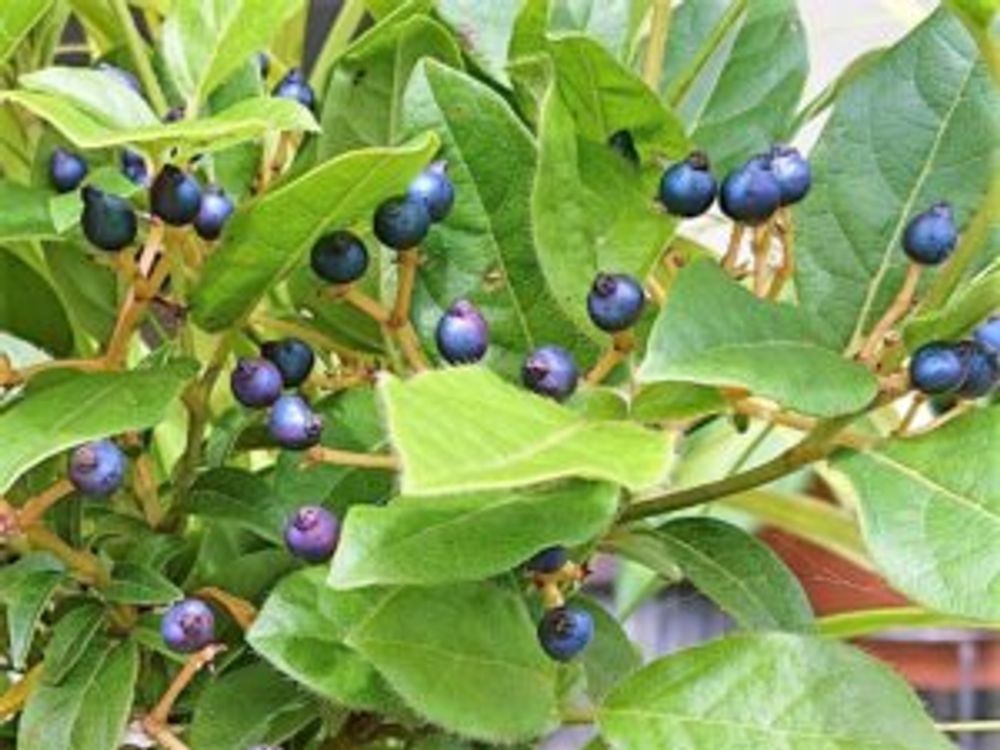 ビバーナムティヌス 実