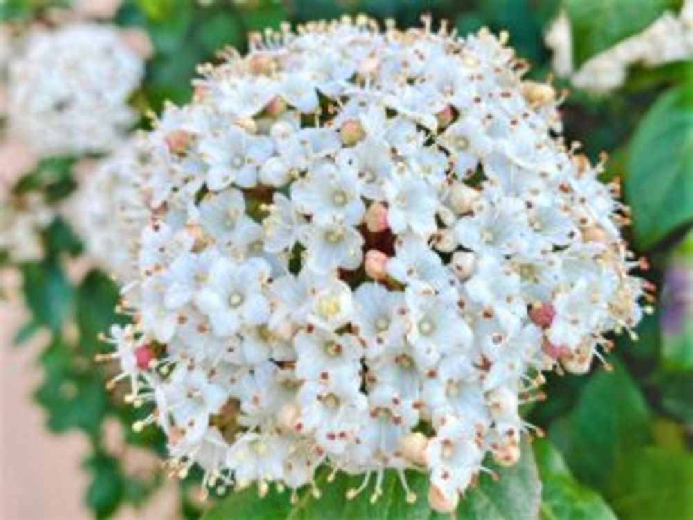 ビバーナムティヌス