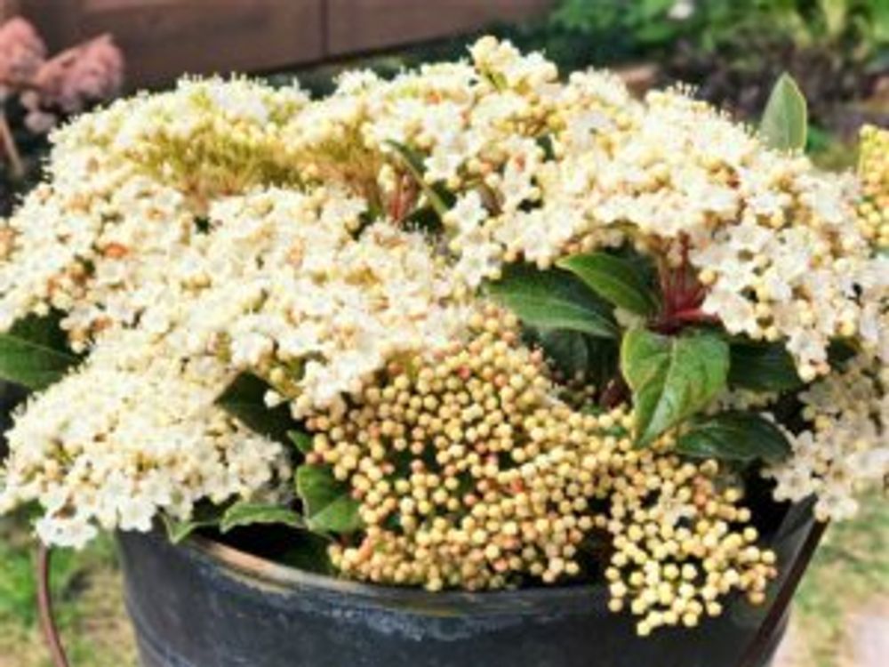 ビバーナムティヌス 地植え