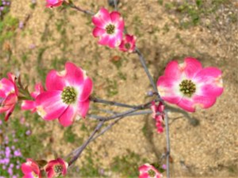 アップルブロッサム