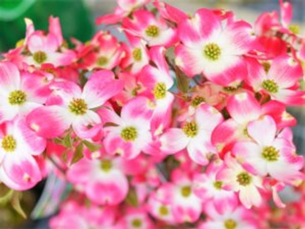 ジュニア・ミス