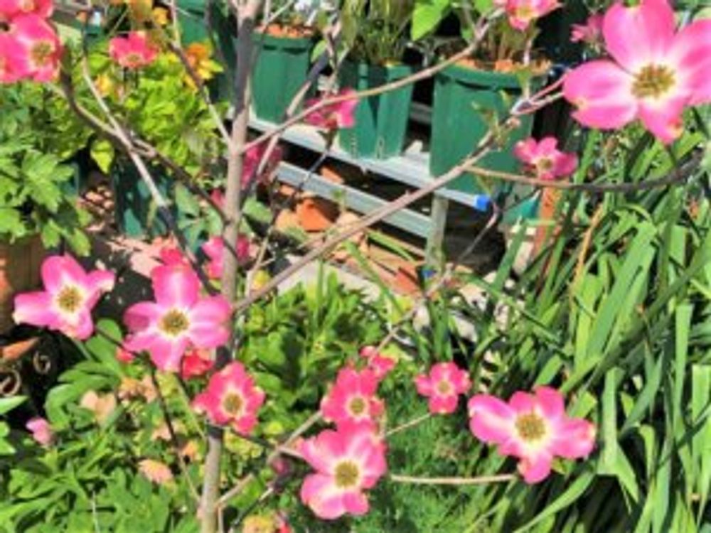 チェロキー・チーフ