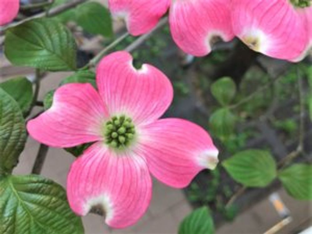 ハナミズキ　ピンク