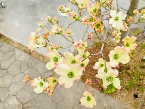 ハナミズキの種類｜人気品種や白〜ピンクに花の色が変わる品種を紹介
