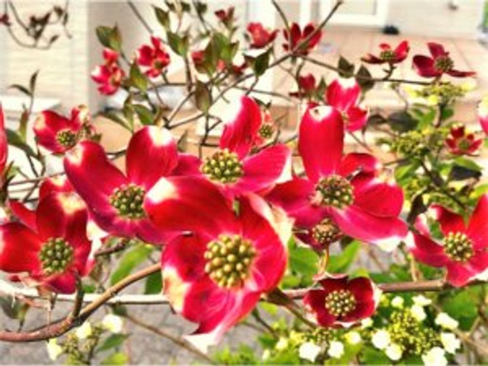 レッド・ジャイアント