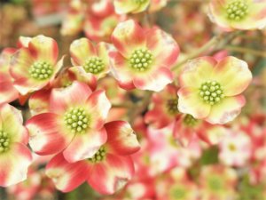 ハナミズキの種類｜人気品種や白〜ピンクに花の色が変わる品種を紹介