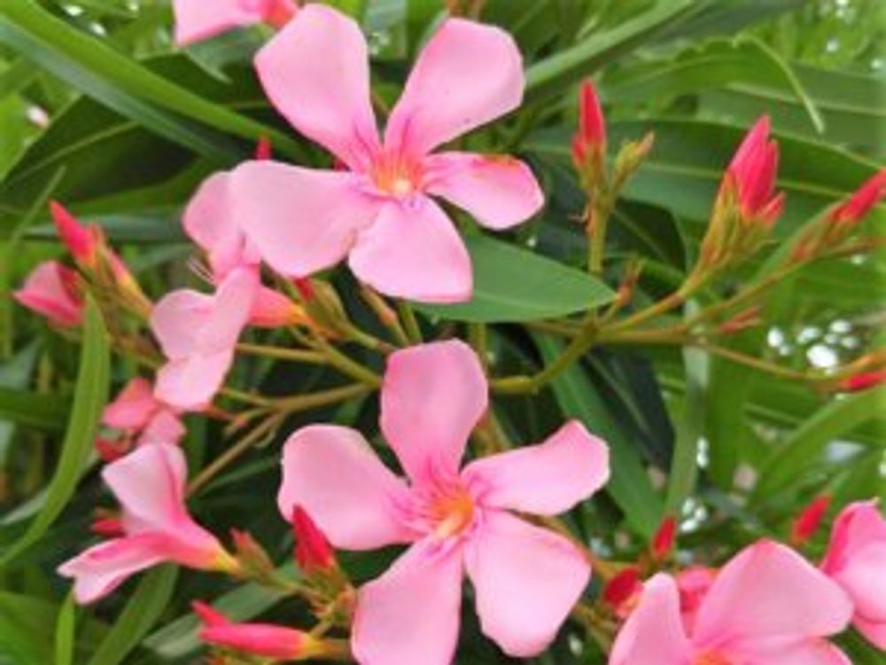 夾竹桃 一重咲き　ピンク色