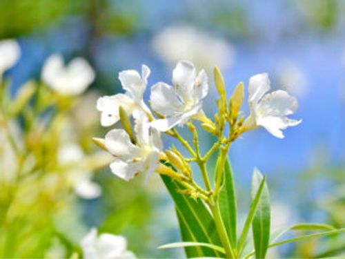 夾竹桃 キョウチクトウ の育て方 剪定の方法や肥料を与えるタイミングは Greensnap グリーンスナップ 夾竹桃 キョウチクトウ の育て方 剪定の方法や肥料を与えるタイミングは Greensnap グリーンスナップ
