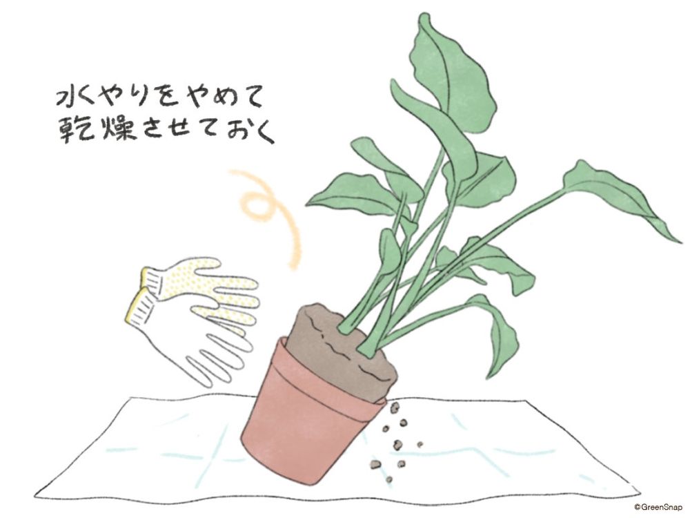観葉植物 植え替え イラスト
