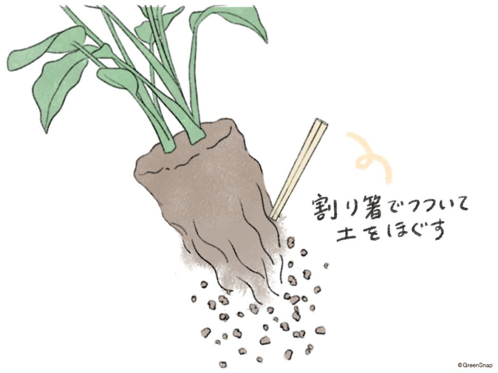 観葉植物 植え替え イラスト