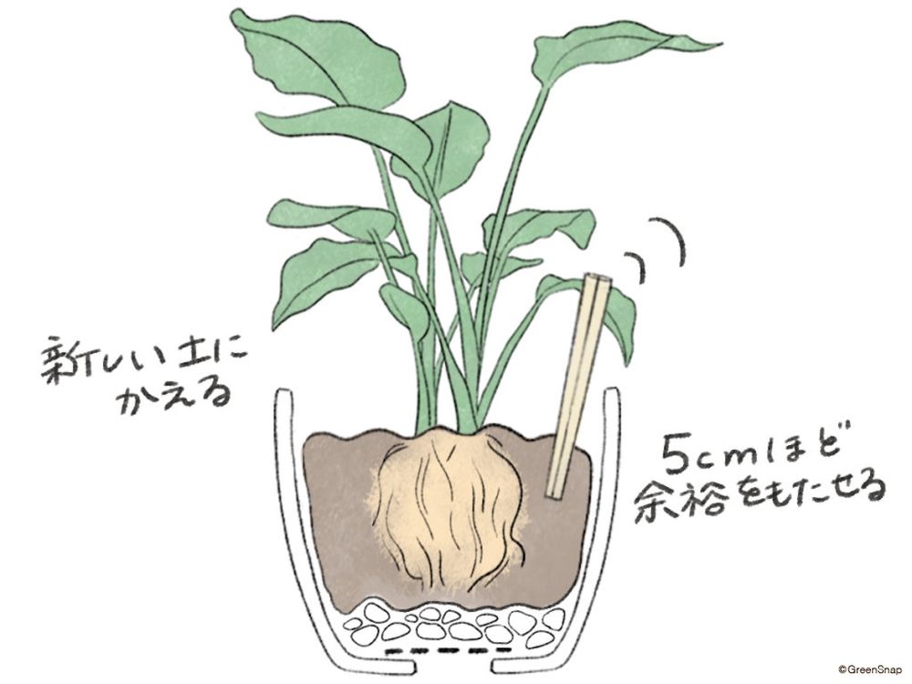 観葉植物 植え替え イラスト